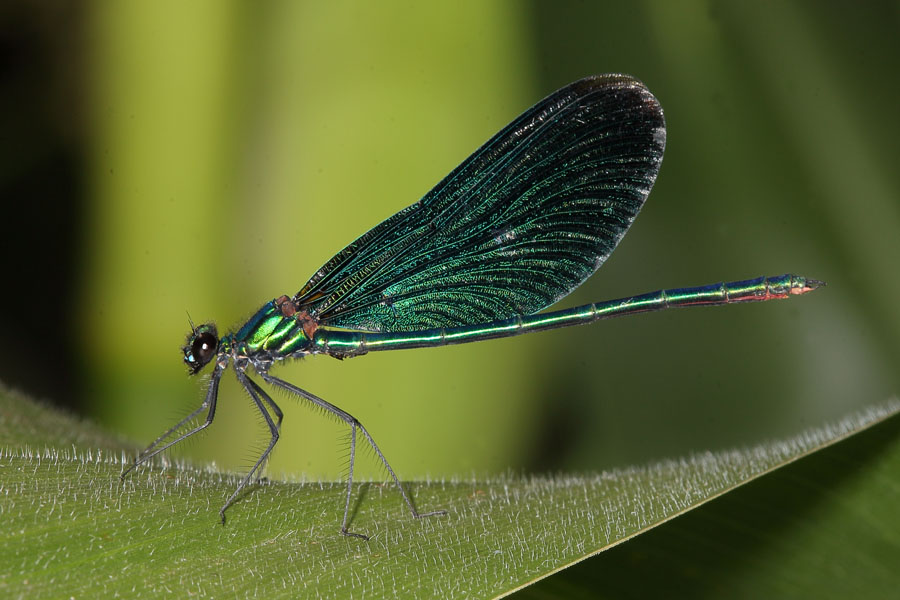 Calopteryx virgo - Blauflügel-Prachtlibelle, Männchen