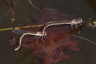 Sympecma fusca - Gemeine Winterlibelle, Paar