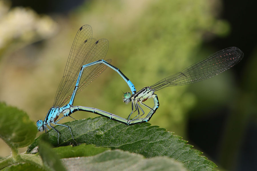 Coenagrion puella - Hufeisen-Azurjungfer, Paarungrad