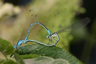 Coenagrion puella - Hufeisen-Azurjungfer, Paarungrad