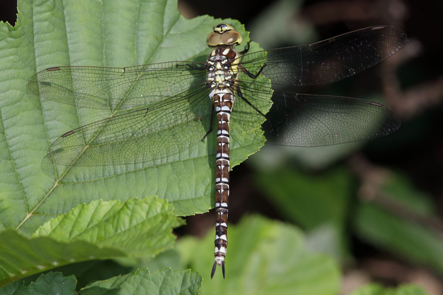 Aeshna cyanea - Blaugrüne Mosaikjungfer, Männchen