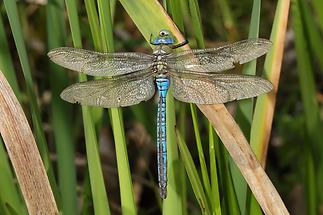 Anax imperator - Große Königslibelle