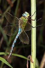 Anax imperator - Große Königslibelle, Männchen (2)