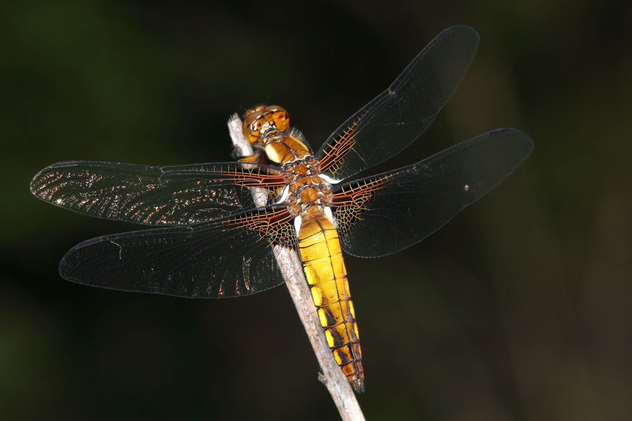 Libellula depressa - Plattbauch, Weibchen