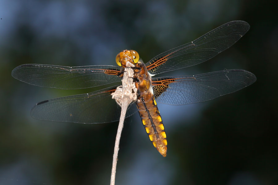 Libellula depressa - Plattbauch, Weibchen Unterseite