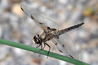 Libellula quadrimaculata - Vierfleck, auf Halm sitzend