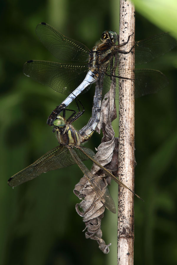 Orthetrum albistylum - Östlicher Blaupfeil, Paarungsrad