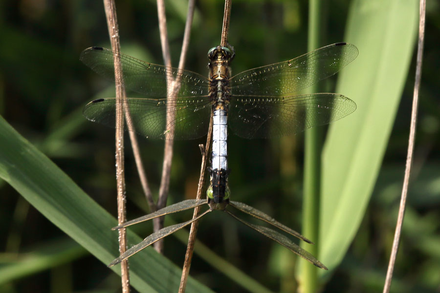 Orthetrum albistylum - Östlicher Blaupfeil, Paarungsrad