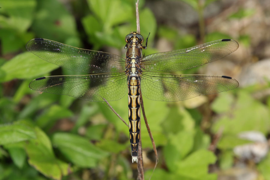 Orthetrum albistylum - Östlicher Blaupfeil, Weibchen