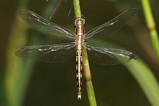 Orthetrum albistylum - Östlicher Blaupfeil, junges Weibchen