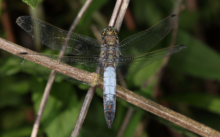 Orthetrum cancellatum - Großer Blaupfeil, Männchen