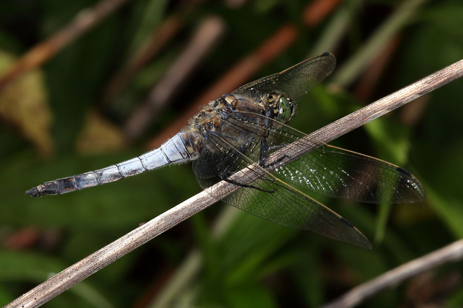 Orthetrum cancellatum - Großer Blaupfeil, Männchen