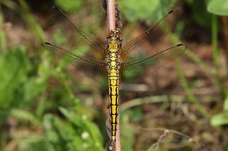 Orthetrum cancellatum - Großer Blaupfeil, Weibchen (1)