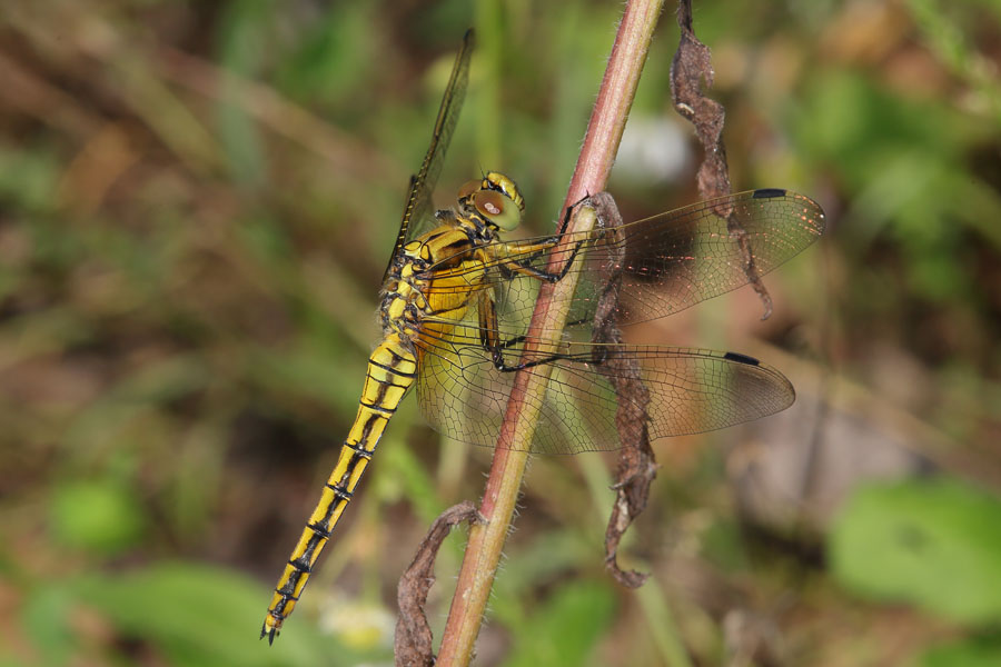 Orthetrum cancellatum - Großer Blaupfeil, Weibchen