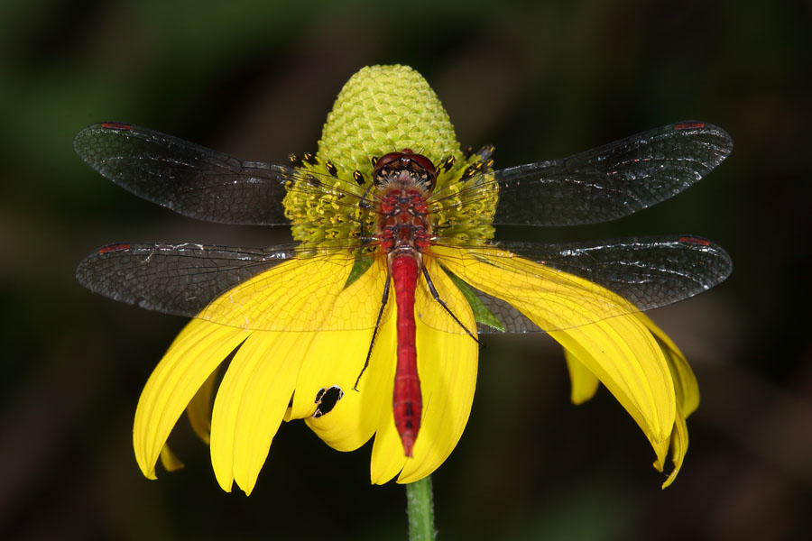 Sympetrum sanguineum - Blutrote Heidelibelle, Männchen auf gelber Blüte sitzend