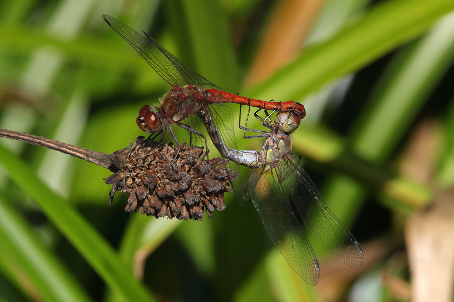 Sympetrum sanguineum - Blutrote Heidelibelle, Paarungsrad