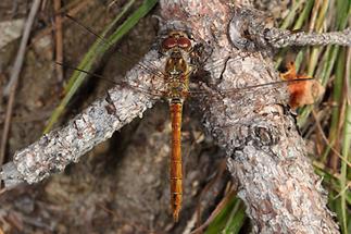 Sympetrum vulgatum - Gemeine Heidelibelle, Männchen