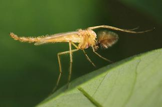 Chironomus sp. cf. plumosus - kein dt. Name bekannt, Männchen (1)