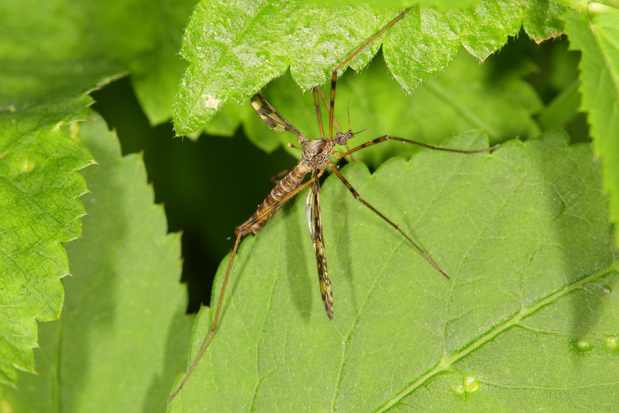 Epiphragma ocellaris - Augenschnake