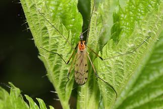 Limonia nigropunctata - kein dt. Name bekannt