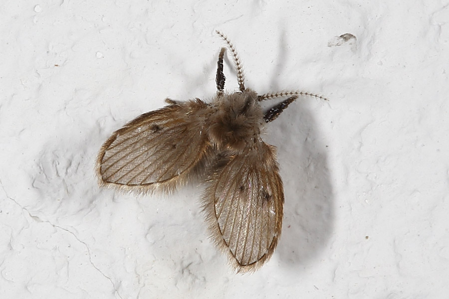 Clogmia albipunctatus- Weißpunktierte Schmetterlingsmücke - kein dt. Name bekannt