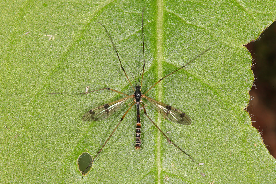 Ptychoptera contaminata - Gefleckte Faltenmücke