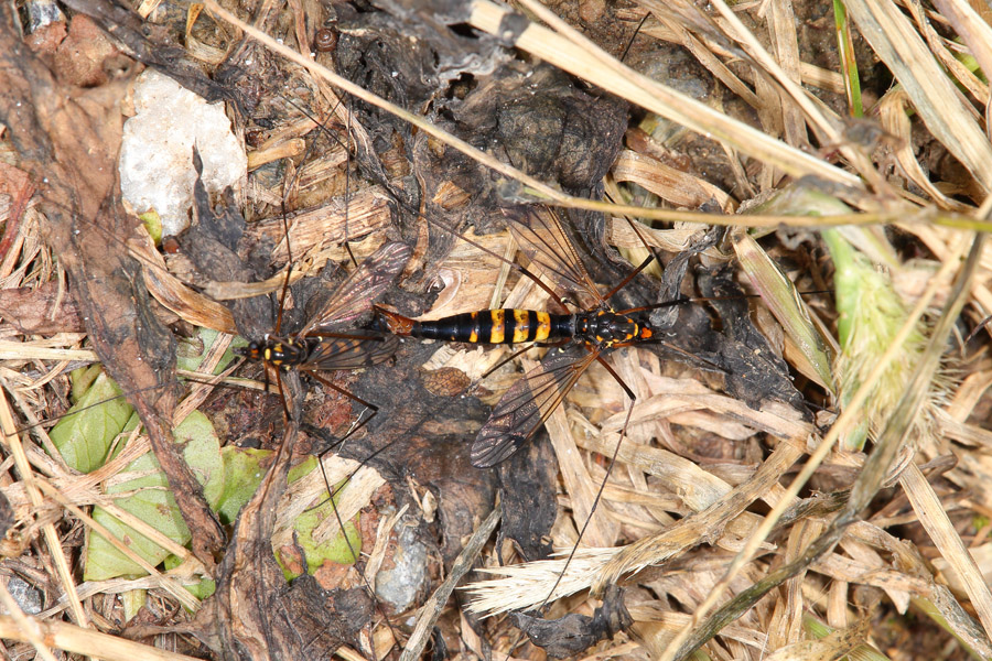 Nephrotoma crocata - Gelbbindige Schnake, Paar