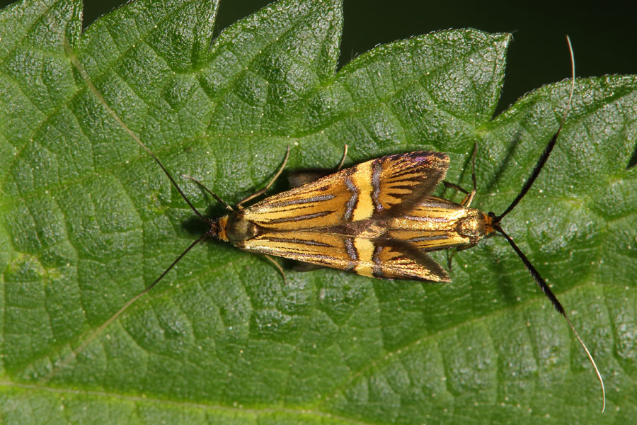 Nemophora degeerella - kein dt. Name bekannt, Paar