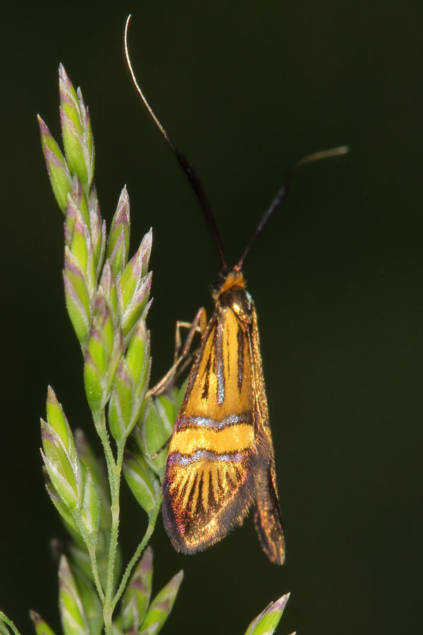 Nemophora degeerella - kein dt. Name bekannt, Weibchen