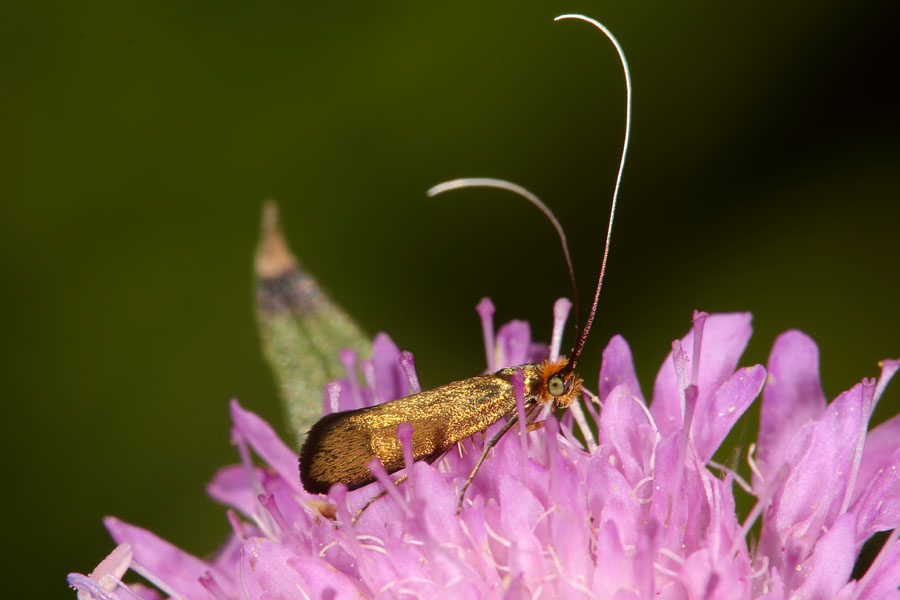 Nemophora metallica - kein dt. Name bekannt, Weibchen