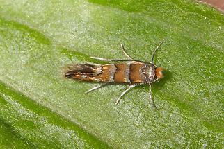 Phyllonorycter sp., nicelli - kein dt. Name bekannt