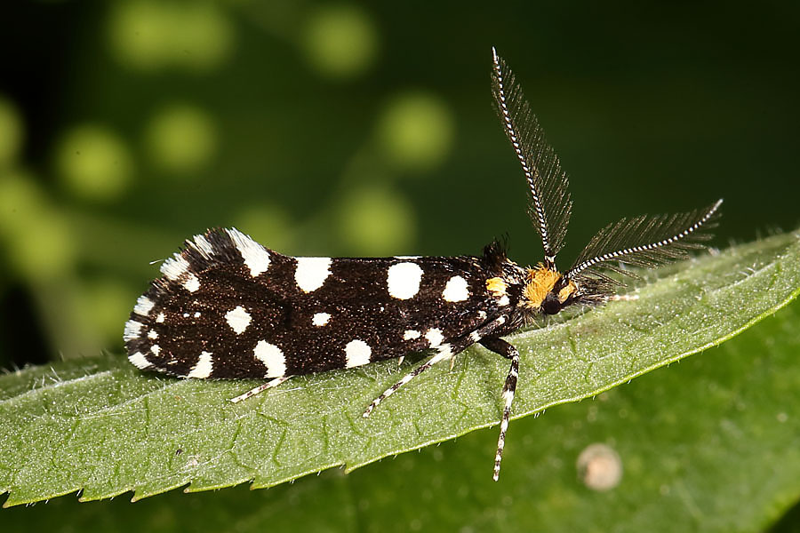 Euplocamus anthracinalis - Anthrazitmotte, Falter