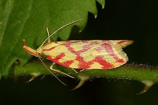 Hypercallia citrinalis - kein dt. Name bekannt