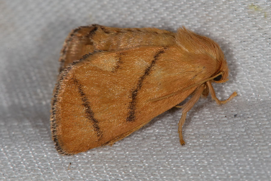 Apoda limacodes - Großer Schneckenspinner, Falter, Lichtfang