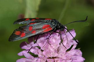 Zygaena filipendulae - Sechsfleck-Widderchen, Falter Oberseite (1)