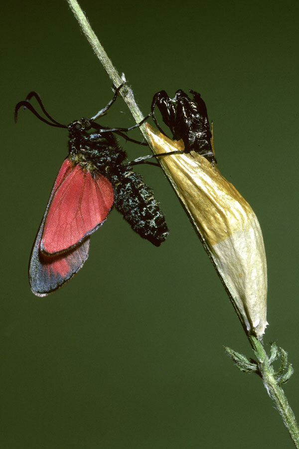 Zygaena filipendulae - Sechsfleckwidderchen, Falter geschlüpft