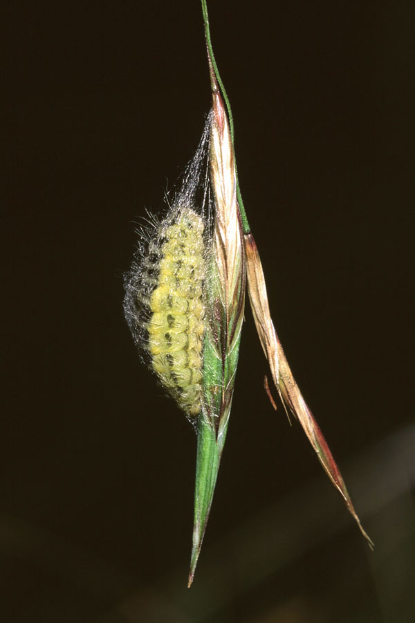 Außerfern - Sechsfleckwidderchen, Raupe beim Einspinnen