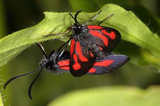 Zygaena osterodensis - Platterbsen-Widderchen, Paar