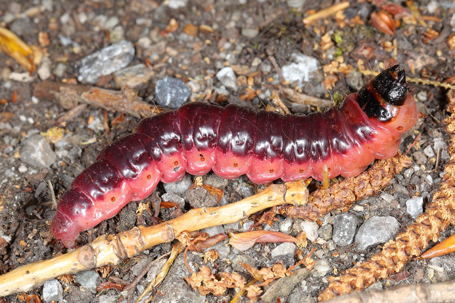 Cossus cossus - Weidenbohrer, Raupe