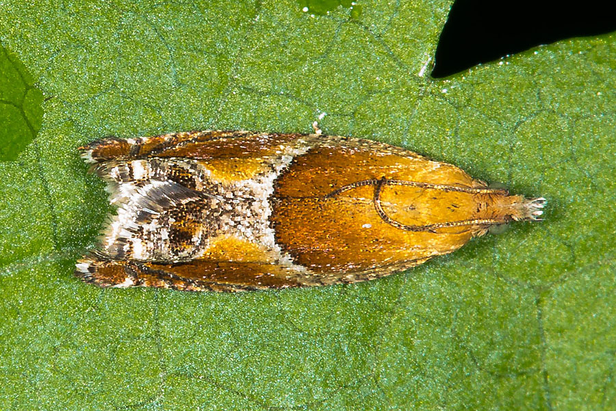 Ancylis obtusana - kein dt. Name bekannt, Falter