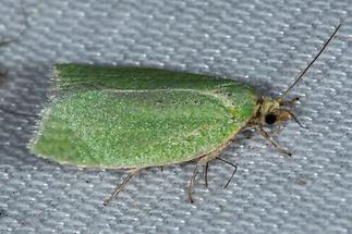 Tortrix viridana - Eichenwickler, Falter Lichtfang