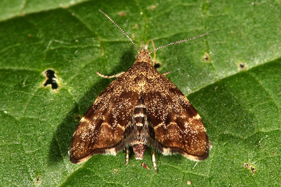 Anthophila fabriciana - kein dt. Name bekannt, Falter