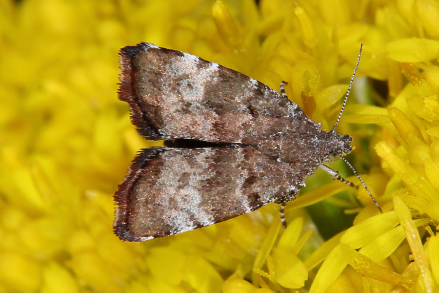 Choreutis pariana - kein dt. Name bekannt, Falter