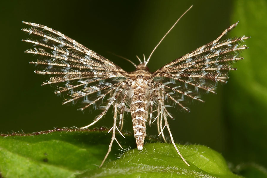 Alucita hexadactyla - kein dt. Name bekannt, Falter Oberseite