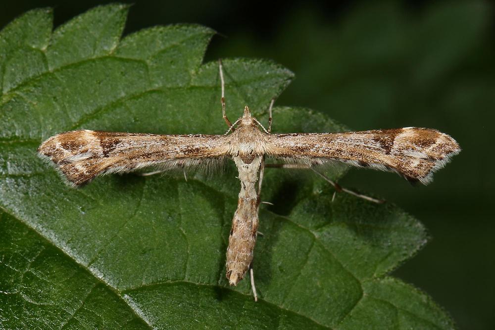 Platyptilia calodactyla - kein dt. Name bekannt