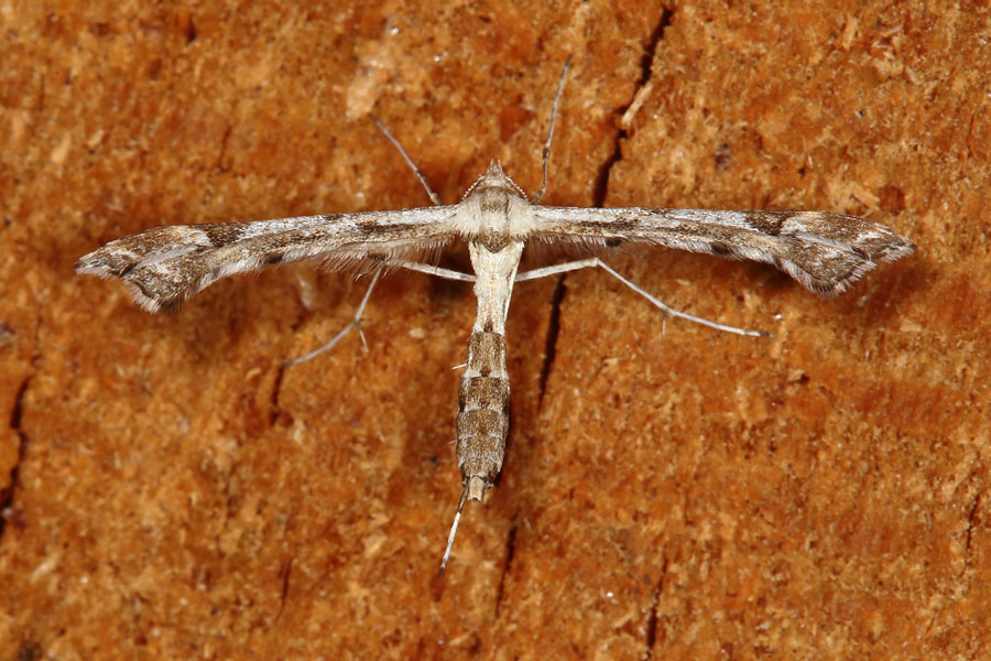 Platyptilia gonodactyla - kein dt. Name bekannt, Falter Oberseite