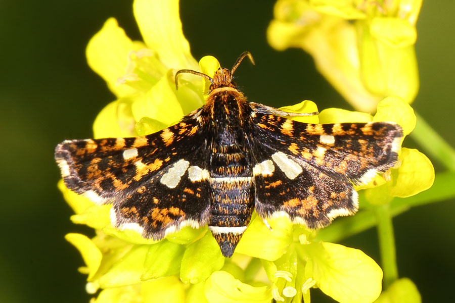 Thyris fenestrella - Waldreben-Fensterfleckchen, Falter