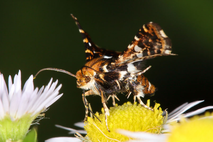 Thyris fenestrella - Waldreben-Fensterfleckchen