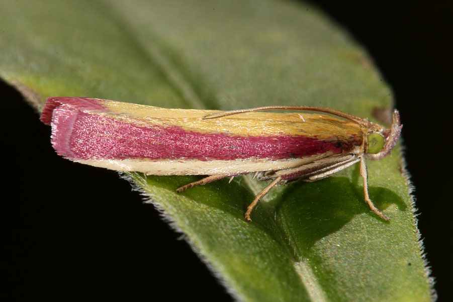 Oncocera semirubella - kein dt. Name bekannt, Falter