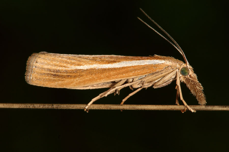 Agriphila tristella - kein dt. Name bekannt, Falter